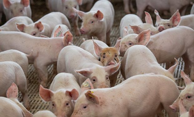 Setor torce por ampliação na demanda com o final do ano. (foto - Sistema CBA/Senar)