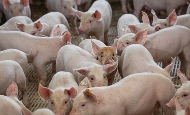 México está entre principais destinos das exportações globais de carne suína. (foto - Sistema CNA/Senar)