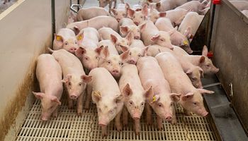 Brasil tem alta de 16,9% na exportação de carne suína em março
