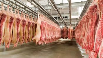 Exportações de carne suína crescem 13,2% em novembro