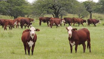 Santa Fe busca certificar la producción ganadera para exportar carne sustentable a la Unión Europea