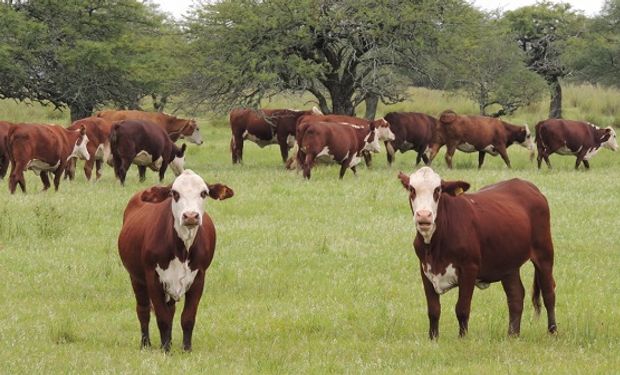 Santa Fe busca certificar la producción ganadera para exportar carne sustentable a la Unión Europea