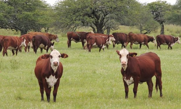 TRES EN UNO - Agropecuaria La casa del ganadero