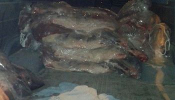 Decomisaron 1.500 kilos de carne de La Pampa que iba a ser comercializada en Neuquén
