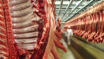 Vienen chilenos y avanza posibilidad de exportar carne