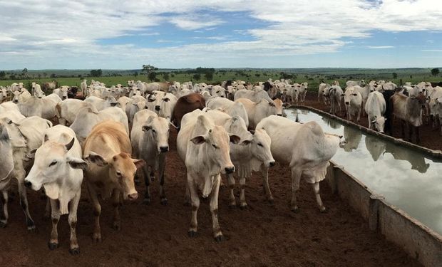 Un tuit de la ONU sobre la ganadería motivó una masiva respuesta de productores del Mercosur