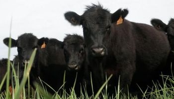 Carne Angus busca crecer más dentro de la Cuota 481