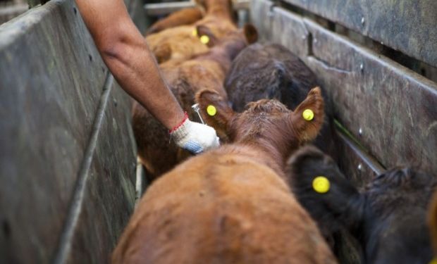 La inoculación en el territorio santafesino se extenderá hasta el 1º de diciembre y será coordinado por técnicos del Centro Regional Santa Fe.