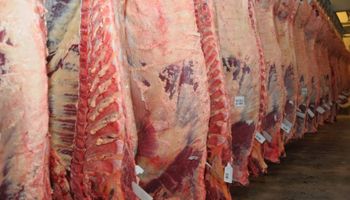 Exportaciones de carne bovina subieron 32% en el primer trimestre