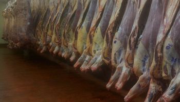 Agroindustria y AFIP unidos contra la evasión en la cadena cárnica