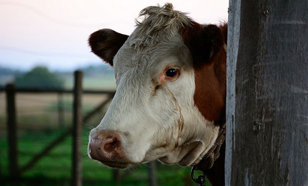 Fondos buitre cuestionan a la carne argentina