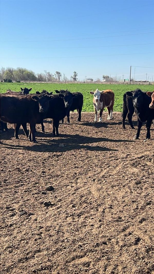 carne argentina y mercado europeo
