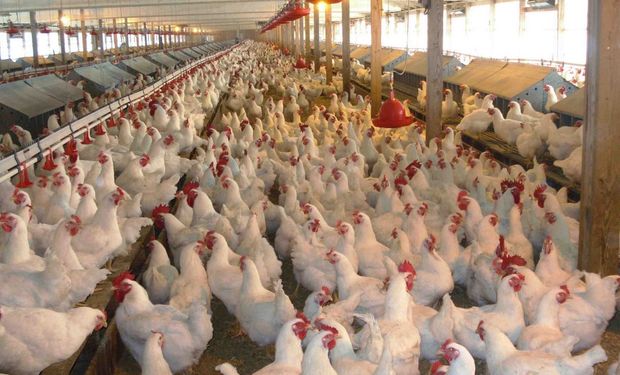 Bajas para el precio minorista del pollo entero.