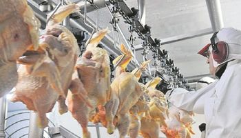 Argentina comenzará a exportar carne aviar a Canadá