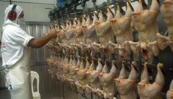 Se duplicará la exportación de carne aviar