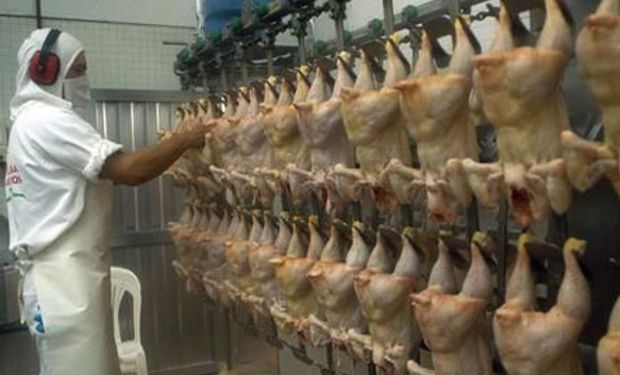 Se duplicará la exportación de carne aviar