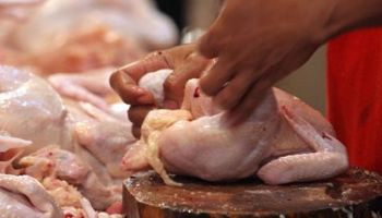 Uruguay: producción de carne aviar cayó 11% en 2015