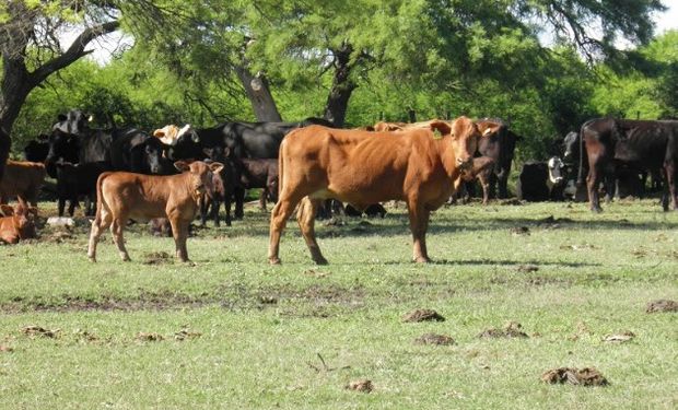 Tecnologías que el INTA desarrolla desde 2004 en su Unidad Productiva de cría bovina “La Palmira”.