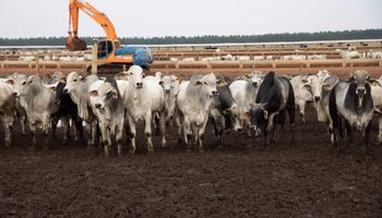 Dia Nacional da Pecuária: carne bovina brasileira bate recordes mundo afora e se prepara para novos mercados