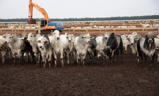 Dia Nacional da Pecuária: carne bovina brasileira bate recordes mundo afora e se prepara para novos mercados