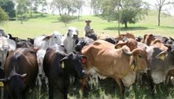 Brasil prevé precios altos para el ganado