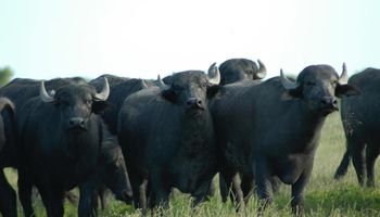 Carne de búfalo: ¿La tercera ola de la ganadería?