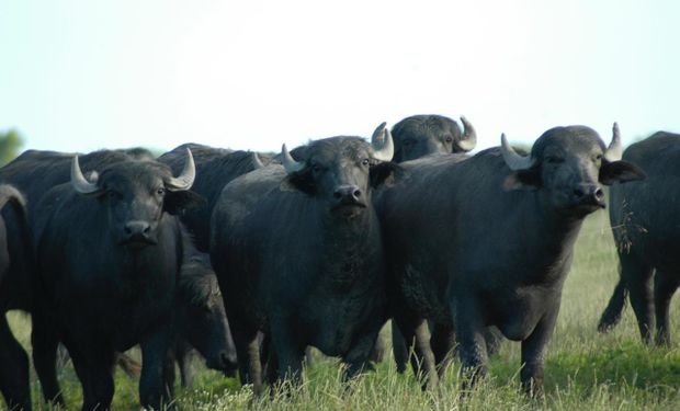 Carne de búfalo: ¿La tercera ola de la ganadería?