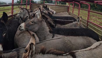 ¿Carne de burro en la mesa argentina? La apuesta patagónica a $7500 el kilo que abre debate