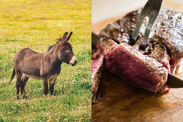 carne de burro