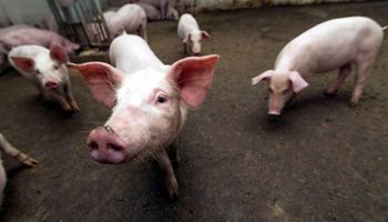 Leve baja de la importación de carne de cerdo