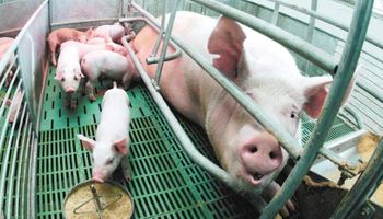 El consumo de carne de cerdo crecerá entre 6% y 8% en 2017