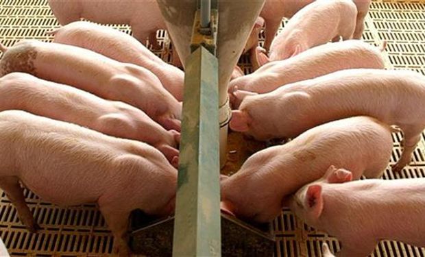 Inspeccionarán granjas porcinas en EE.UU.