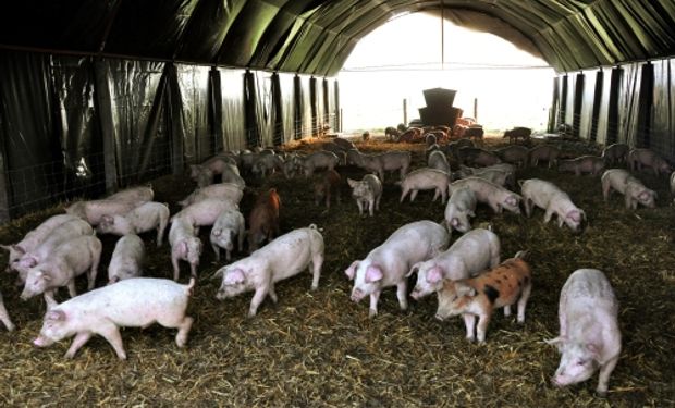 Por qué junio fue un mes histórico para la cadena porcina