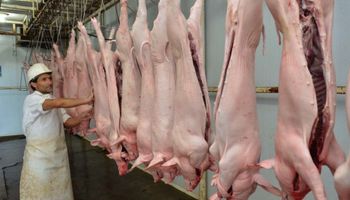 Aftosa: piden en la Patagonia que no entre carne de cerdo de otras regiones