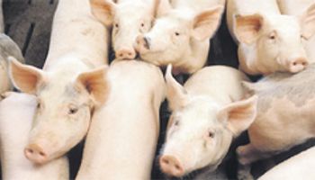 Sube la producción de carne porcina: 7,6%