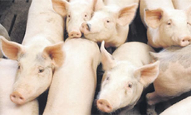 Sube la producción de carne porcina: 7,6%