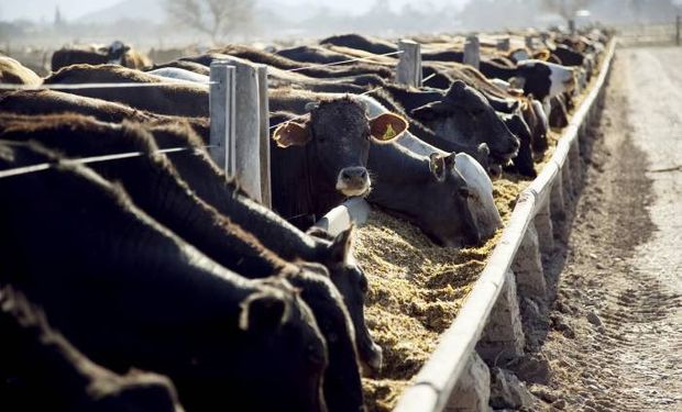 Se trata de un negocio de altísimo valor para carne de feedlot que no compite con el mercado interno.