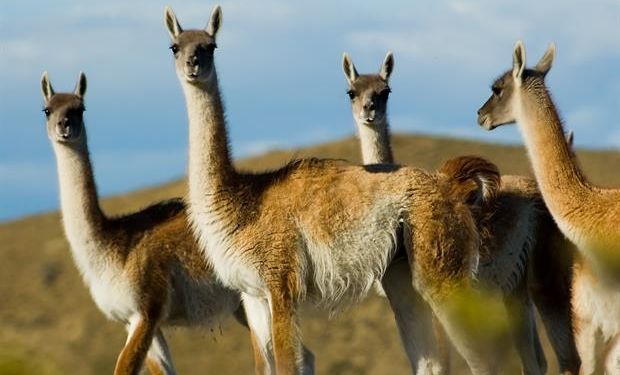 La industria gastronómica argentina es una de las que más demandan carne de guanaco. Foto: Shutterstock