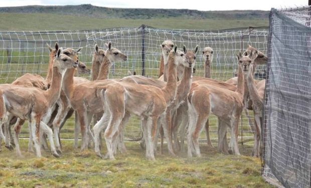 Autorizan a Santa Cruz la venta federal de carne de guanaco.