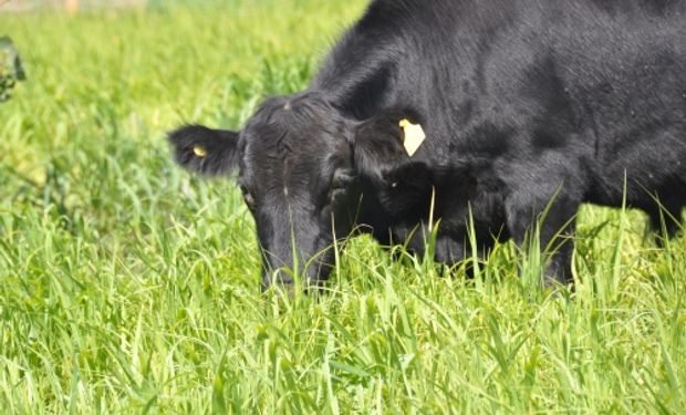 La carne de vaca cuesta caro al medio ambiente