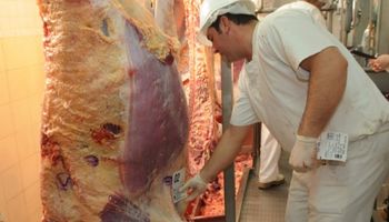 Técnicos chinos vienen a conocer la industria local de la carne