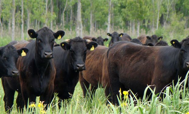 Carne: 45 entidades, cámaras, federaciones  y asociaciones rechazaron las acusaciones del Gobierno