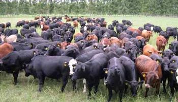 Una propuesta para aumentar hasta un 40 % la producción de carne