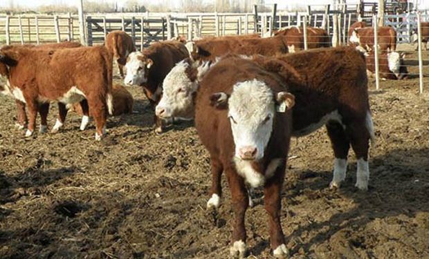 Aseguran que el valle tiene potencial para aumentar su producción de carne vacuna.