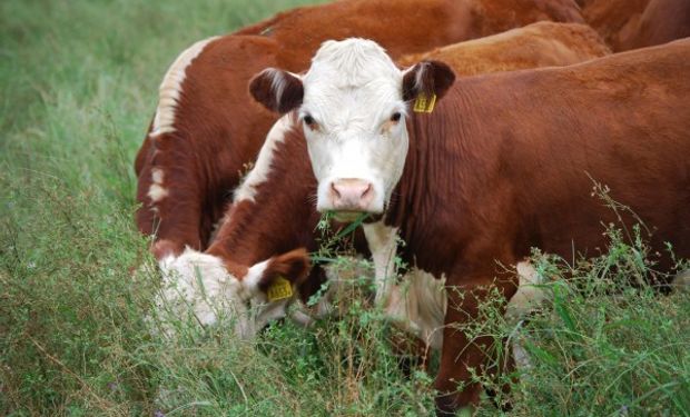 Carne diferenciada para exportar mas