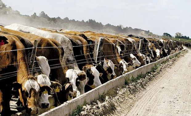 Feedlot: una alternativa más de producción de carne.