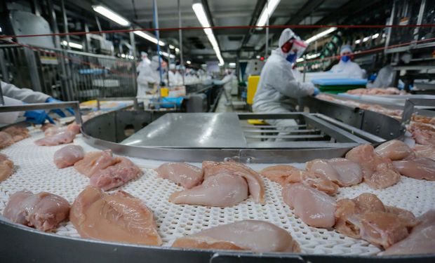 Paraná segue como principal exportador de carne de frango do Brasil, com 182,1 mil toneladas embarcadas. (Foto: Jonathan Campos / AEN)