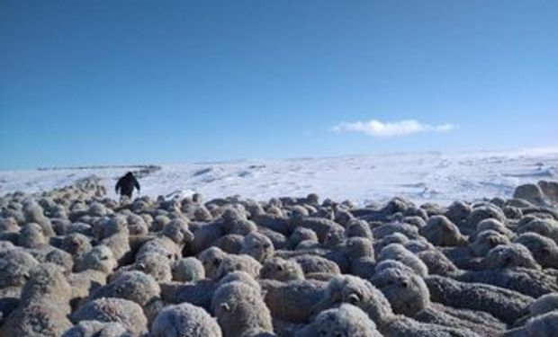 La Mesa Ovina Nacional pide medidas urgentes para los productores afectados por la crítica situación de la Patagonia