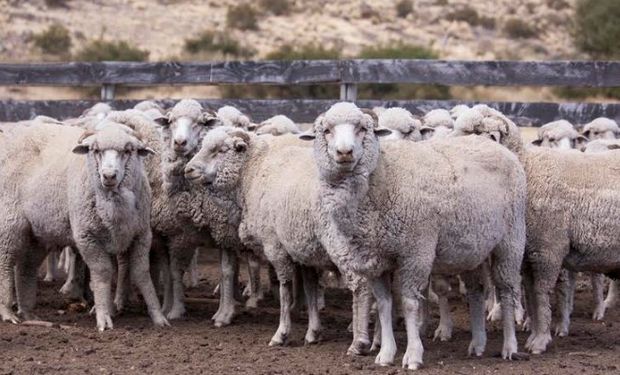 Control de la sarna ovina a nivel nacional.