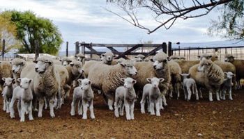 Carne ovina: "hay que crecer en la Argentina"
